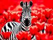 Zebra_in_Tulips.jpg