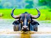 Water_Buffalo_Wading.jpg