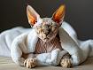 Sphynx_Cat_Beauty.jpg