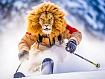Lion_on_Skiis.jpg