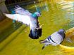 Pigeon_Swoop_5170.jpg