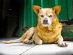 Dog_Green_Door_1180.jpg