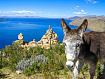 Donkey_by_Lake_1311.jpg