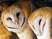 Barn_Owls_5157.jpg