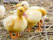 Duckling_Furballs_01365.jpg