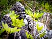 Gorilla_thru_tree_5485.jpg