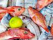 Fish_For_Sale_7639.jpg