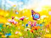 Butterfly_in_Color_Meadow.jpg