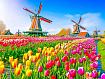 Tulips_Dutch_Windmill.jpg