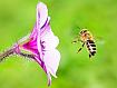 Bee_Flower_5430.jpg