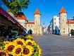 Tallin_Gate_Sunflowers_00428.jpg
