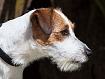 Jack_Russel_5627.jpg
