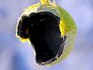 Tennis_Ball_5176.jpg