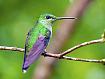 Humming_Bird_1574.jpg