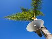 Megaphone_Palm_7043.jpg