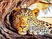 Leopard_in_Tree_Nook.jpg