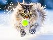 Snow_Cat_Chasing_Ball (1).jpg