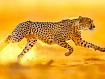Cheetah_Gold_Dynamic.jpg
