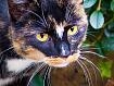 Cat_Baltim_3673.jpg