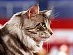 MaineCoon.jpg