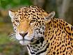 Jaguar.jpg