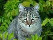 Cat_in_Garden.jpg