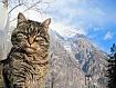 Cat_by_Mountain_0352.jpg