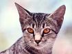 Tabby.jpg