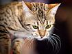 Cat_Lookdown_3788.jpg