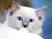 Cat_Blue_Eyes_9729.jpg