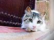 Cat_Doorstep_8081.jpg