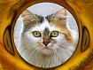 CatFace (1).jpg
