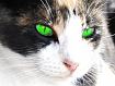 GreenEyes (1).jpg