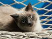Siamese_kitten.jpg