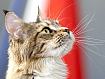 Cat_Look_Up_3737.jpg