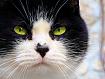Cat_Agnese_0386.jpg