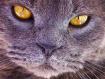Gray_Cat.jpg
