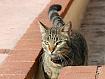 CatBrick.jpg