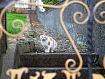 Cat_Thru_Wrot_3638.jpg