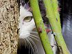 Cat_Peek_2252.jpg