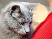 Cat_Red_Corner_3652.jpg