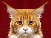 OrangeTabby.jpg