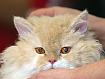 Cat_Longhair_5008.jpg