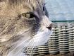 Cat_Wicker_0871.jpg