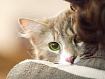 Cat_Shoulder_5039.jpg