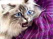 Cat_Purple_Shirt_3596.jpg