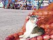 Morocco_Essa_FishCat_8060.jpg