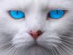 Azur_Cat.jpg
