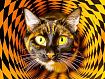 Cat_Check_Vortex.jpg