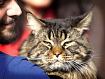 Cat_Blue_3742.jpg